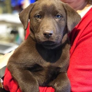 Meet your Posher, Roseann